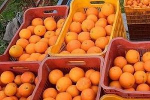 خرید ۶۰۰ تن پرتقال از باغداران شرق گیلان