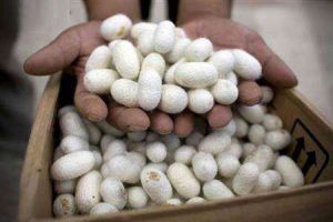 معاون مرکز توسعه نوغانداری کشور: ۴۵۰۰ کیلوگرم پیله کرم ابریشم امسال در استان گیلان تولید میشود