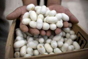تولید ۱۳۰۰ جعبه تخم نوغان اجداد در کشور