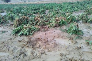 ابلاغ کمک بلاعوض ۵.۶ میلیاردی به کشاورزان خسارت دیده سیل گیلان