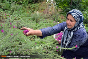 ۸۰درصد تولید گل‌ گاوزبان رودسر برعهده زنان است