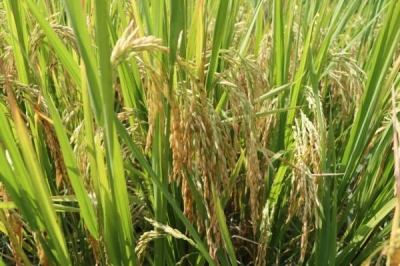 رونمایی از ۳ گونه جدید پرمحصول برنج ایرانی