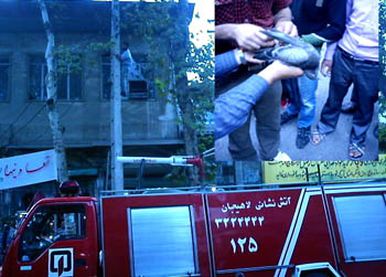 نجات یک کبوتر توسط ماموران آتش نشانی در لاهیجان _ منبع : لاهیگ