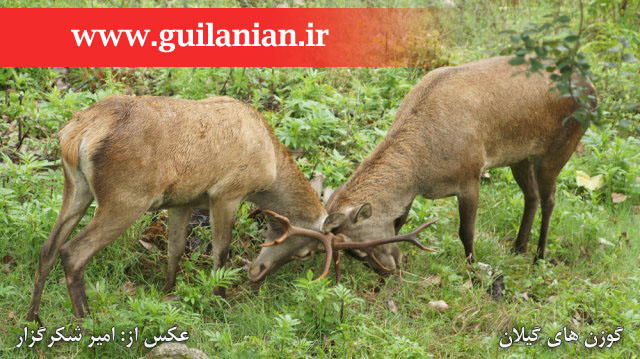 گوزن های بومی گیلان _ عکس از امیر شکرگزار