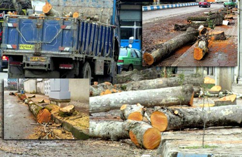 قطع درختان خیابان شهید انصاری سیاهکل ، چرا ؟! پاسخگو کیست ؟