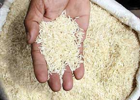 سند راهبرد خودکفایی برنج کشور تدوین شد