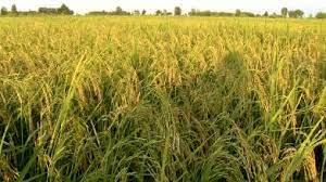 انتقاد از تخصیص ۷۰۰ میلیارد تومان به قرارگاه خاتم برای کشت برنج/ خودکفایی در تولید امکان‌پذیر نیست